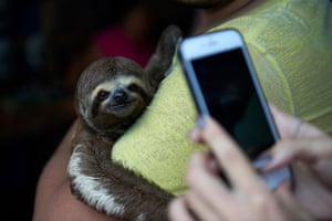 Sloth selfie Brazil