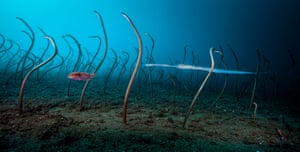 Under water winner: The Garden of Eels by David Doubilet, US (picture taken in the Philippines)