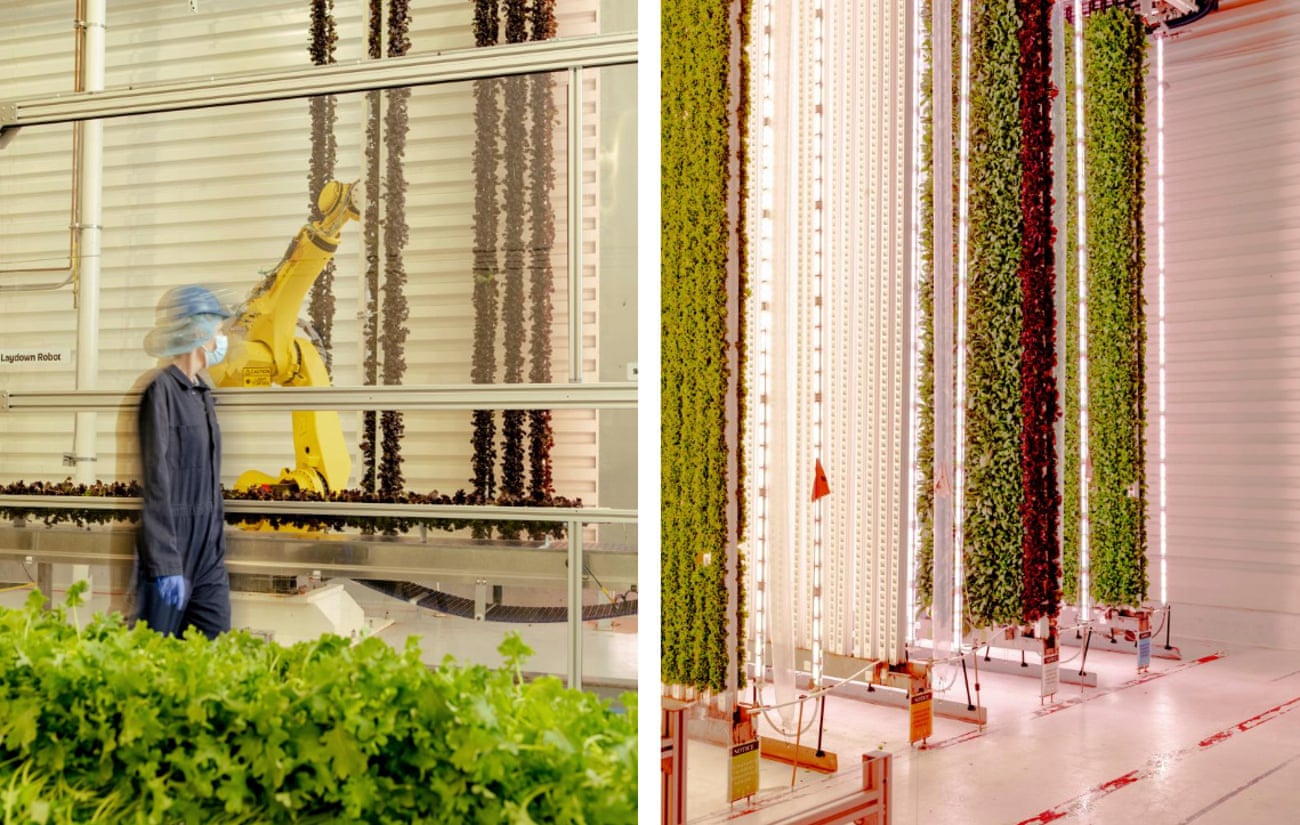 Left:A worker walks past a yellow robot and vertical farming pole.  Right: An indoor vertical farm 