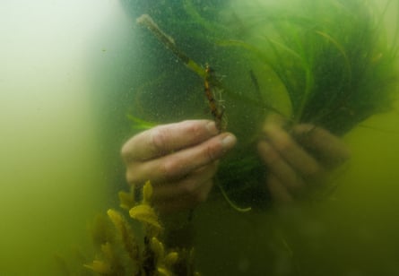 A member of the maritime conservation group Sea Shepherd, holds a bundle of seagrass shoots under water while planting, during a two-day citizen diver course that aims to re-green the Baltic Sea in Maasholm. Despite harsh wind conditions and a visibility of only 20cm underwater the citizen divers planted 2,500 shoots during the weekend. 
