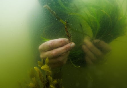 A member of the maritime conservation group Sea Shepherd, holds a bundle of seagrass shoots under water while planting, during a two-day citizen diver course that aims to re-green the Baltic Sea in Maasholm. Despite harsh wind conditions and a visibility of only 20cm underwater the citizen divers planted 2,500 shoots during the weekend.