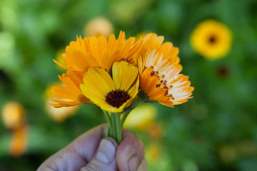 Calendula, one of Allan’s favourite flowers to grow.