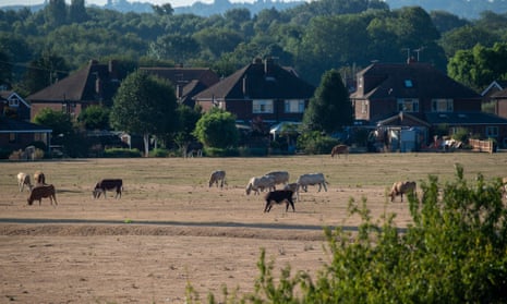 Cattle graze on dried-out grass on Dorney Common, Buckinghamshire