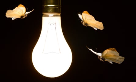 Moth flying around a lightbulb