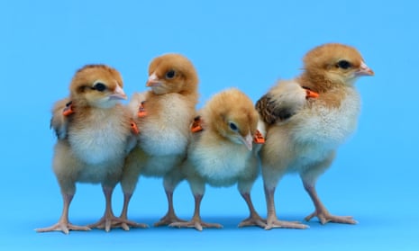 Some of the genetically modified chickens bred by scientists at the Roslin Institute.