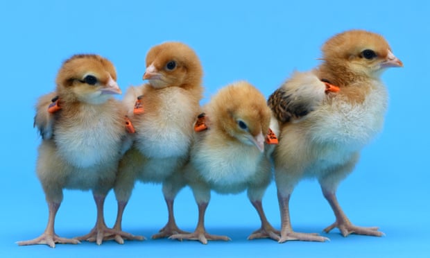 Gene-edited chicks at the Roslin Institute.