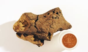 The brain cast measures around 10cm by 5cm and is thought to have belonged to a relative of the Iguanodon.