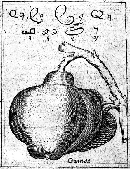 Quince, the origin of all marmalade: a 1653 illustration from A Book of Fruit and Flowers, edited by C Anne Wilson in 1984
