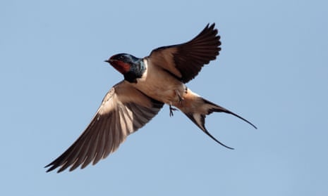 Swallows feed as they travel, making them especially vulnerable to bad weather en route.