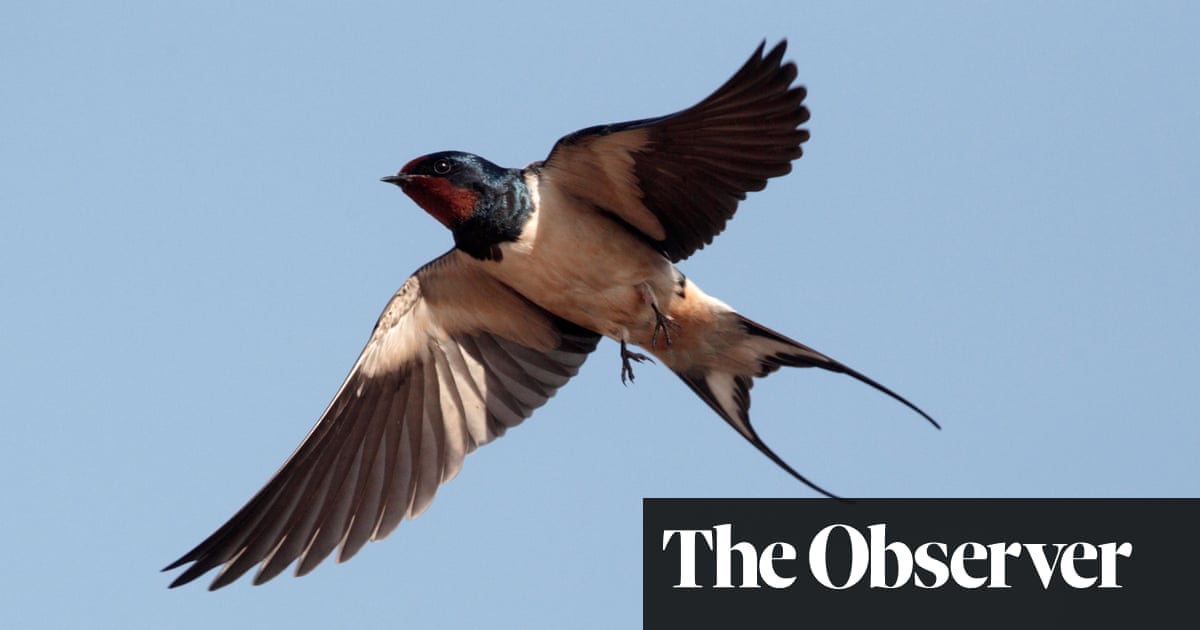 Swallows and martins head back to the UK but a changing climate threatens their future