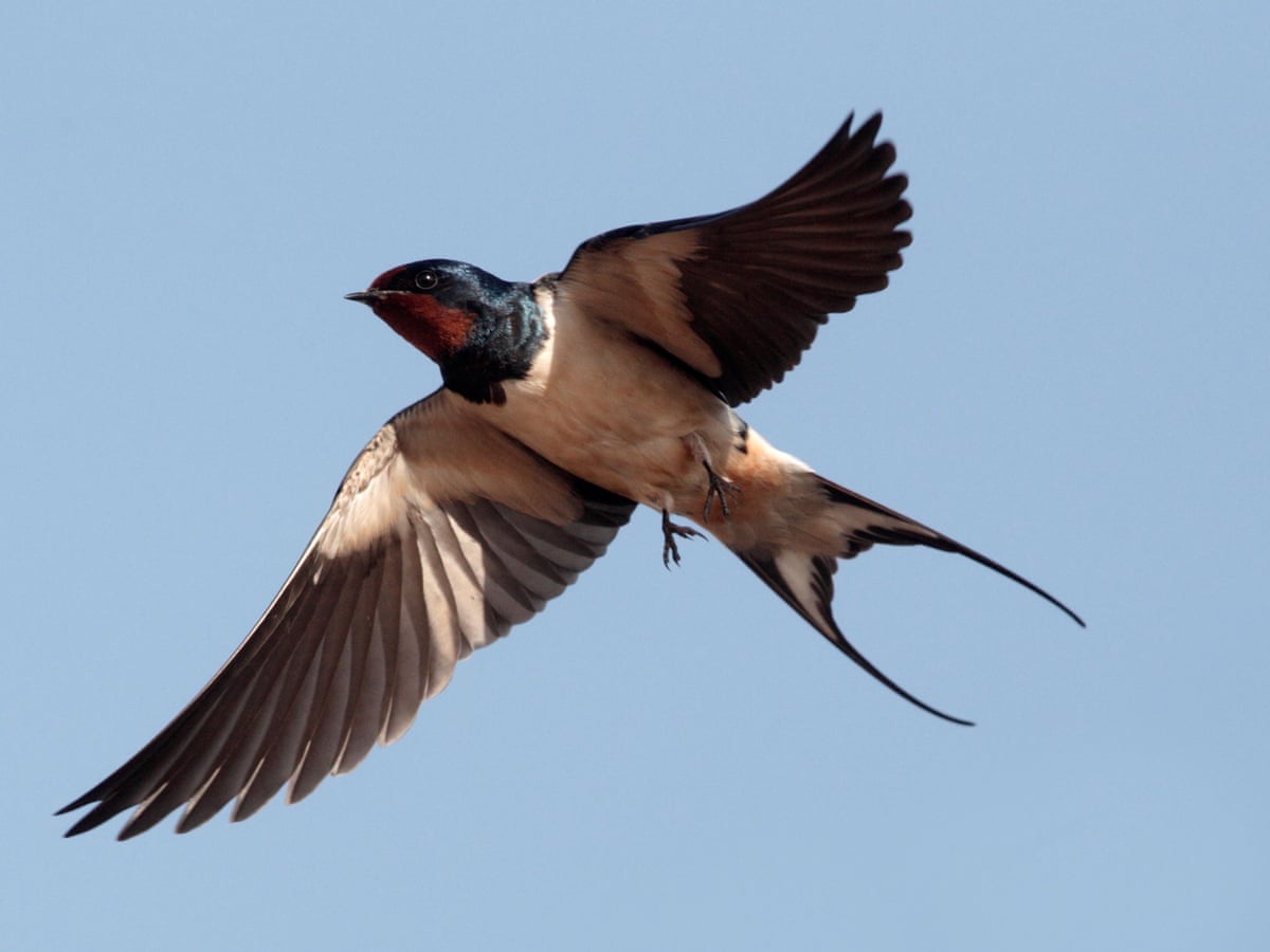 Les hirondelles et les martinets reviennent au Royaume-Uni mais le changement climatique menace leur avenir | Oiseaux | The Guardian