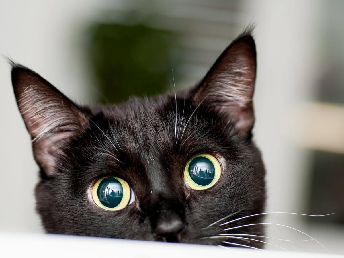 Adopt A Black Cat Here S How To Make Them Look Great On