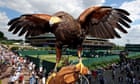 A hawk-eye on Centre Court! A day with Wimbledon's star pigeon-chaser