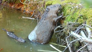 Uma mãe e um filhote de castor comendo casca juntos no Ewhurst Park, Hampshire, Reino Unido. Os castores nasceram em Hampshire pela primeira vez em 400 anos. Os dois filhotes de castor, conhecidos como kits, foram vistos pela primeira vez no início de julho em um recinto na propriedade do Ewhurst Park perto de Basingstoke, anunciou sua equipe
