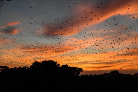 Straw-coloured fruit bats migrating in Kasanka National Park, central province Zambia, November 2020.