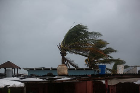 Palm trees are shaken by the wind in the coastal Jamaican town of Hellshire ahead of Hurricane Melissa.