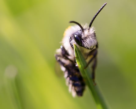 An ashy mining bee.