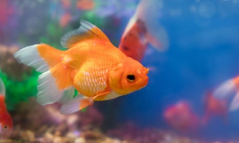 Is this what an ideal goldfish tank supposed to look like ? : r/Goldfish