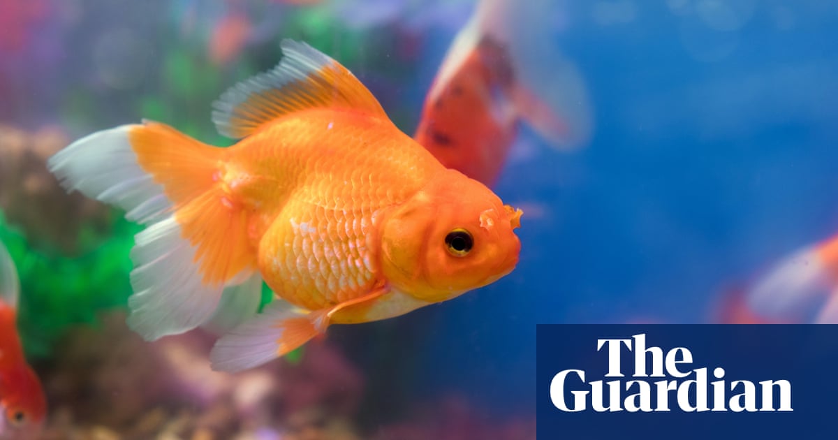 Carp diem: how to look after your lockdown goldfish for life