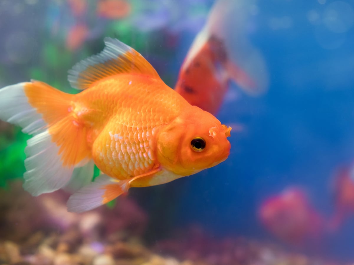 Carp Diem: How To Look After Your Lockdown Goldfish For Life | Pets | The  Guardian