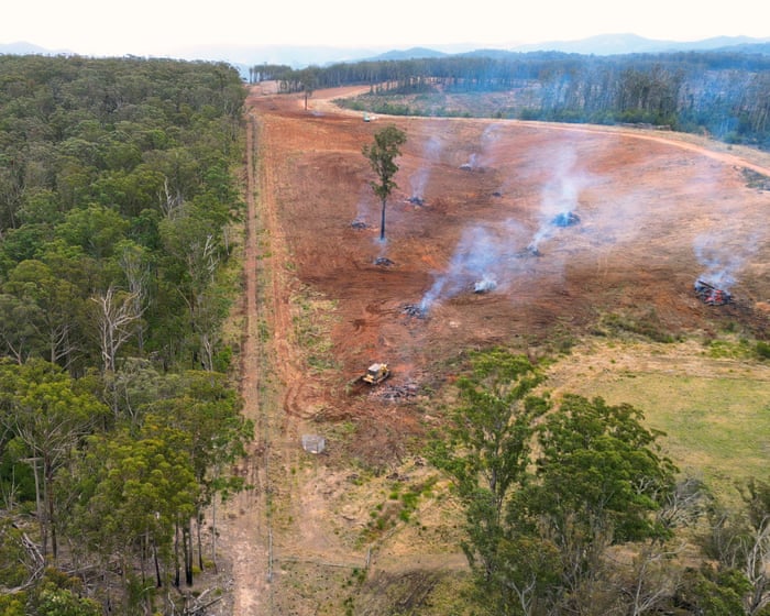 NSW land-clearing up 16% in 2024 as conservation groups say Minns government failing to rein in habitat loss