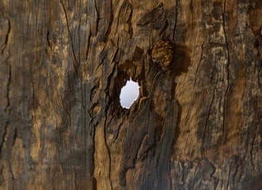 A hole in the Gweagal shield