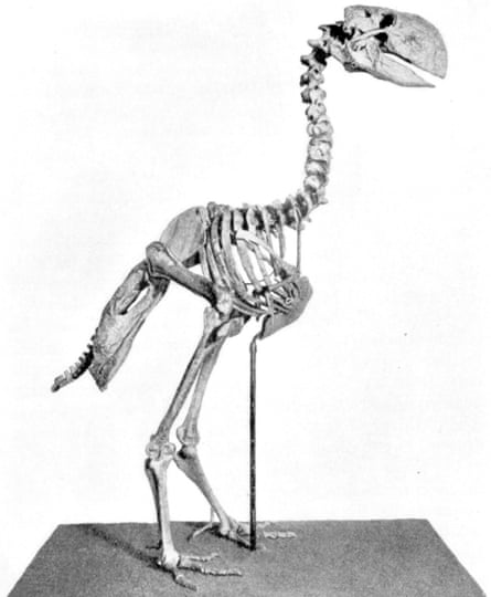 A mounted skeleton of Gastornis showing the massive beak and hind limbs.