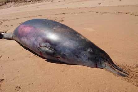 A dead dolphin-like whale on a beach