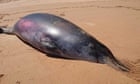 Rare whale found on Australian beach believed to be evolutionary throwback
