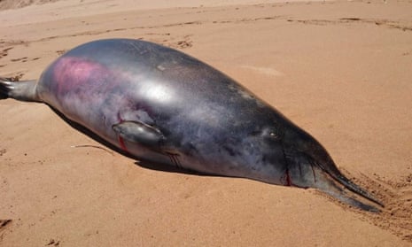 The beaked whale