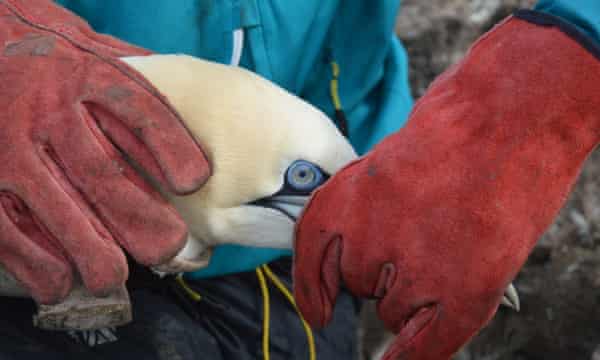 A adult gannet, ready to have an altimeter taped to its tail.