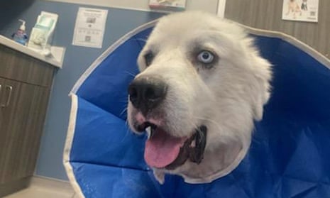 How Collar Saved Dog from Coyote Attack 