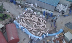 workers wearing protective suits and infected pigs 2621.jpg?width=300&quality=85&auto=forma