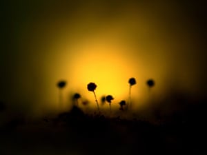 Highly commended: Microphotograph of Aspergillus niger – Sunset or Sunrise! By Supram Hosuru Subramanya from Manipal College of Medical Sciences, Pokhara, Nepal.