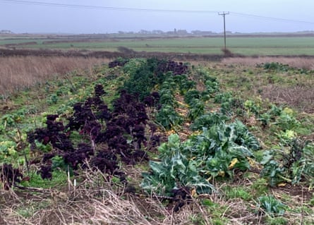 A farming field on the Isle of Man with unsually high amounts of vegetables and weeds