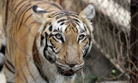 Tiger kills zookeeper at animal park in Benidorm | Spain | The Guardian