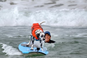 Scott Owen watches as his dog Bailey, a four-year-old Dalmatian from Temecula, California, catches a wave.