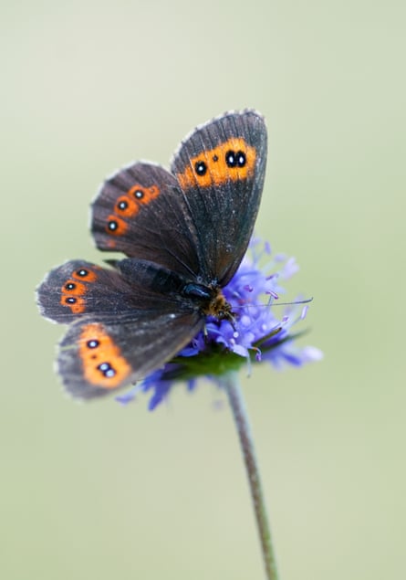a scotch argus butterfly, erebia aethiops