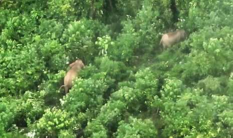 An aerial view of two elephants among trees