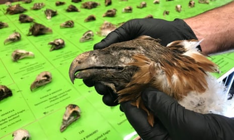 Wedge-tailed eagle found dead