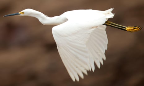 A snowy egret in flight