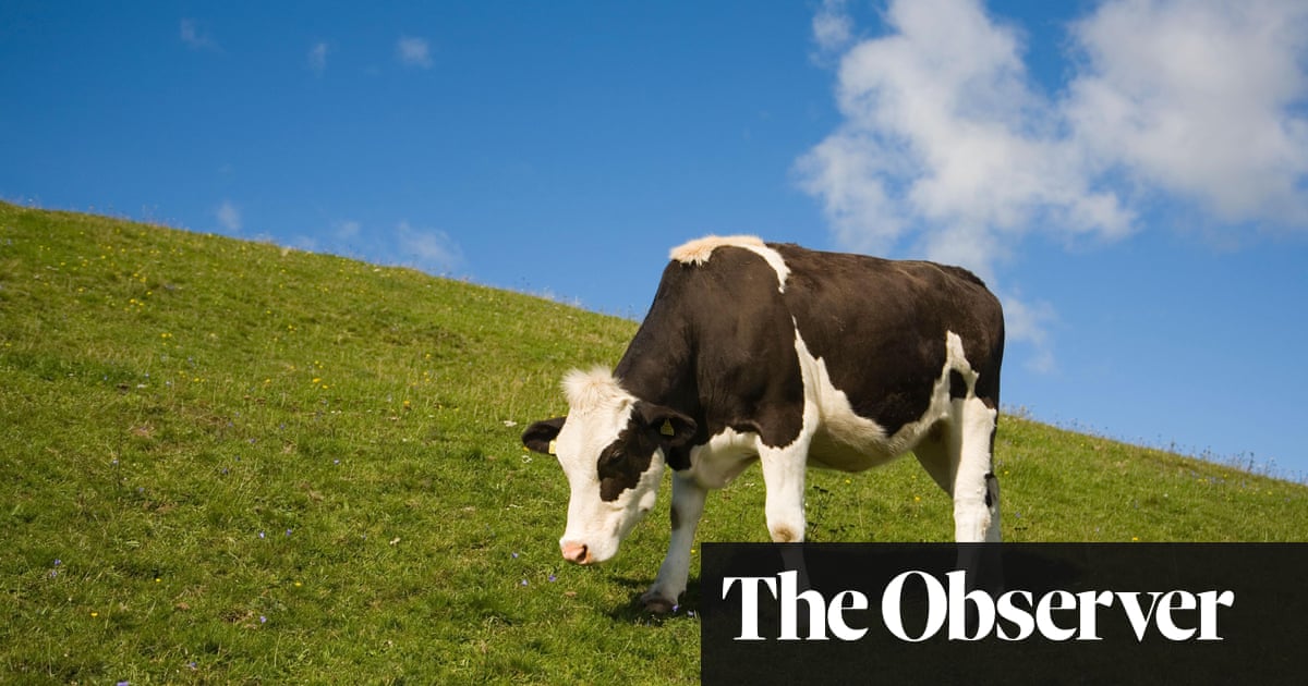 The eco guide to grass-fed | Ethical and green living | The Guardian