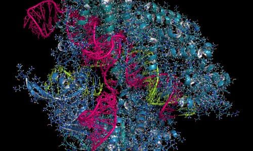Humans Put Into Suspended Animation For First Time Medical Research The Guardian Humans Put Into Suspended Animation For First Time Medical Research The Guardian