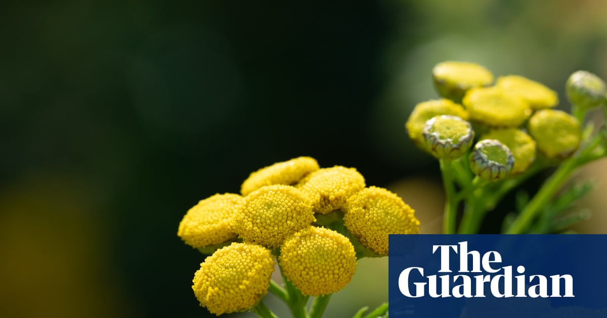Country diary: One flower here is thriving, defying the drought | Derek Niemann
