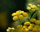 Country diary: One flower here is thriving, defying the drought | Derek Niemann