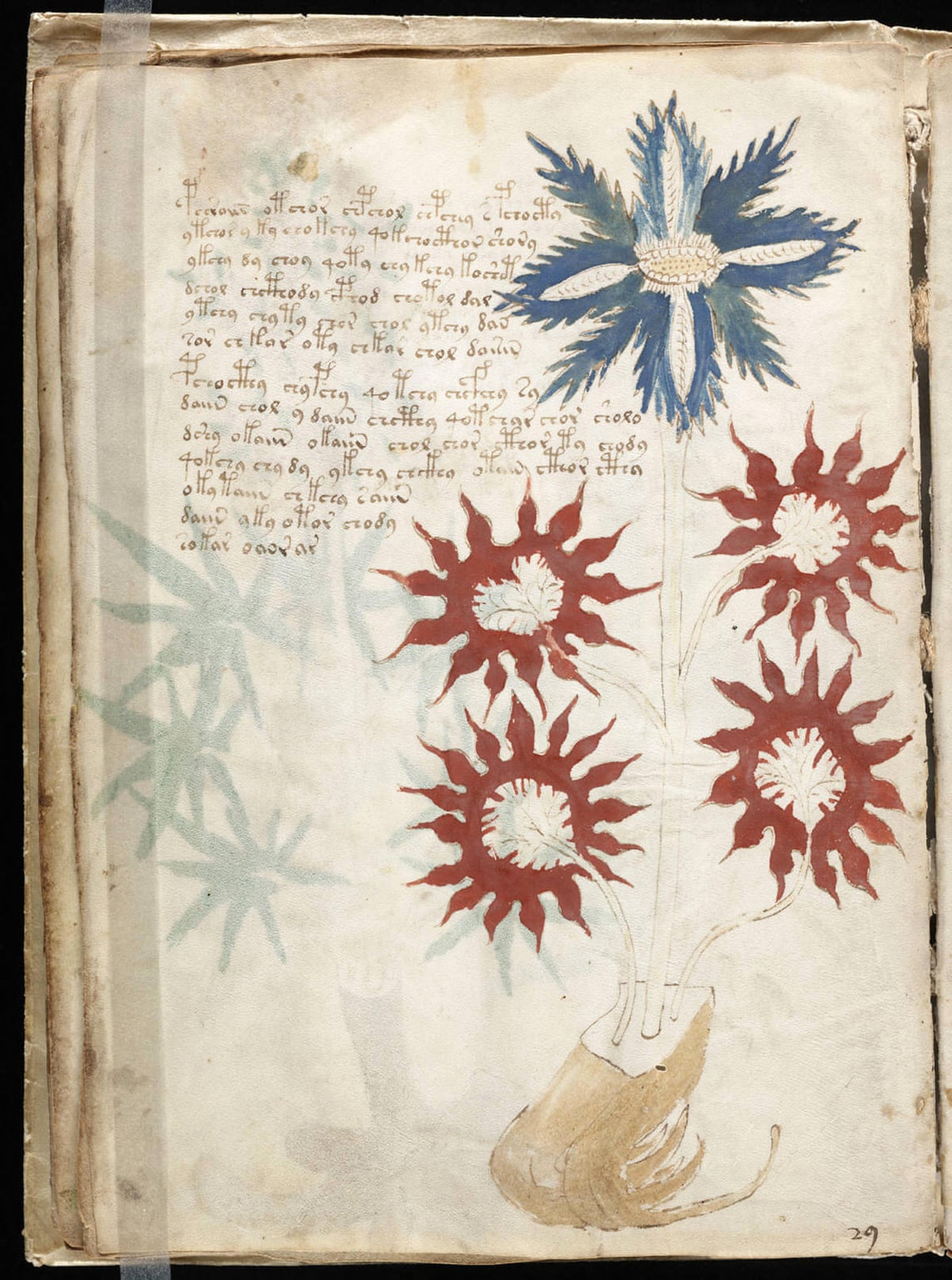 A page from the Voynich manuscript, an illustrated codex hand-written in an unknown writing system.