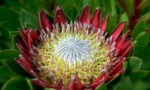 Proteas, the astonishing exotics which you can grow outdoors Life and style The Guardian Proteas, the astonishing exotics which you can grow outdoors Life and style The Guardian