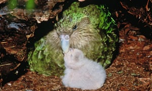 There are only 147 adult kākāpō alive today, but after a record breeding season the fate of the parrot is turning around.