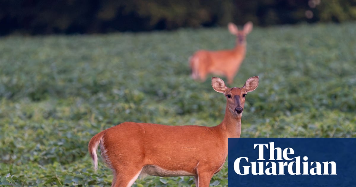 Specieswatch: Wild deer release millions of tonnes of methane a year