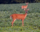Wild Deer Release Millions of Tonnes of Methane Annually